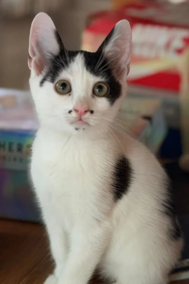 Kiwi, female puppy Mixed Breed Cat for adoption at Hands4Animals e.V., Töging