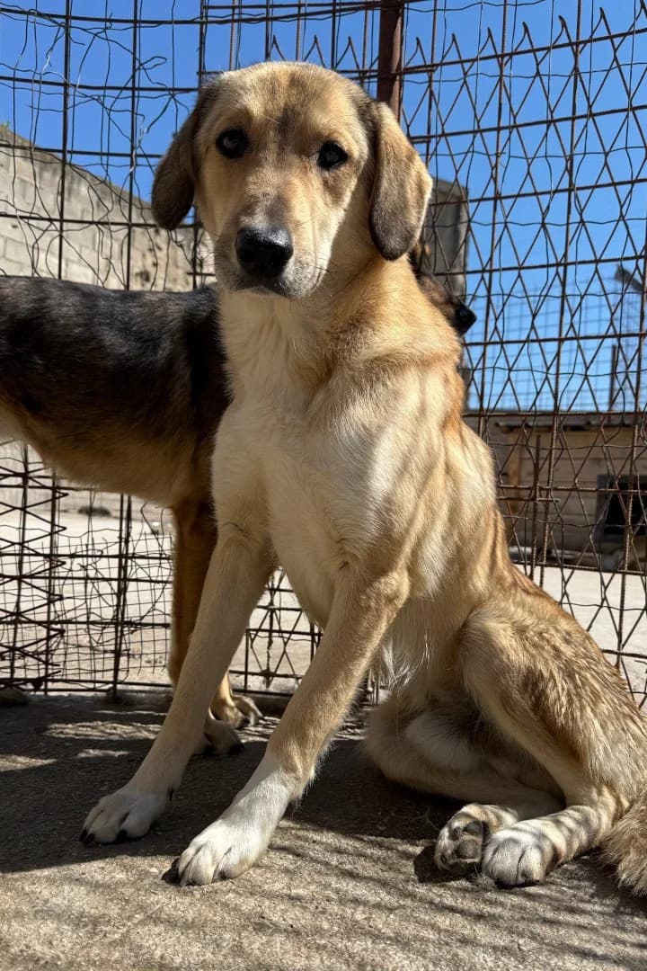 Klausi, male young Mixed Breed for adoption at Hands4Animals e.V., Töging
