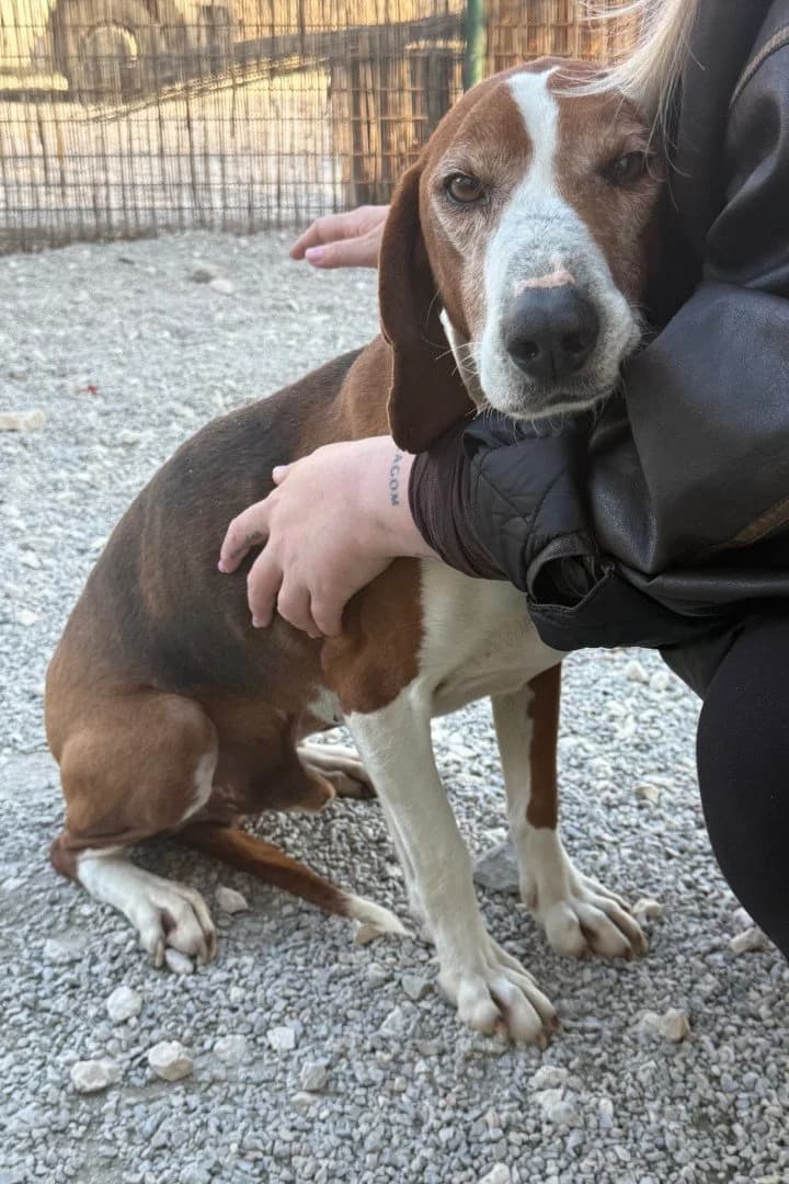 Kleppo, male 7yo Mixed Breed for adoption at Hands4Animals e.V., Töging