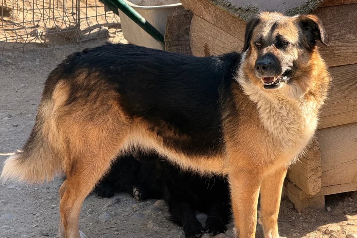 Kora, female 6yo Mixed Breed for adoption at Hands4Animals e.V., Töging