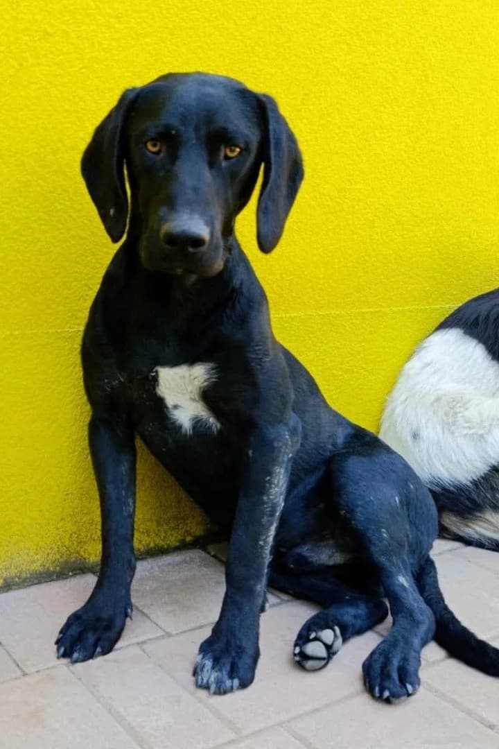Kovu, male young Mixed Breed for adoption at Hands4Animals e.V., Töging