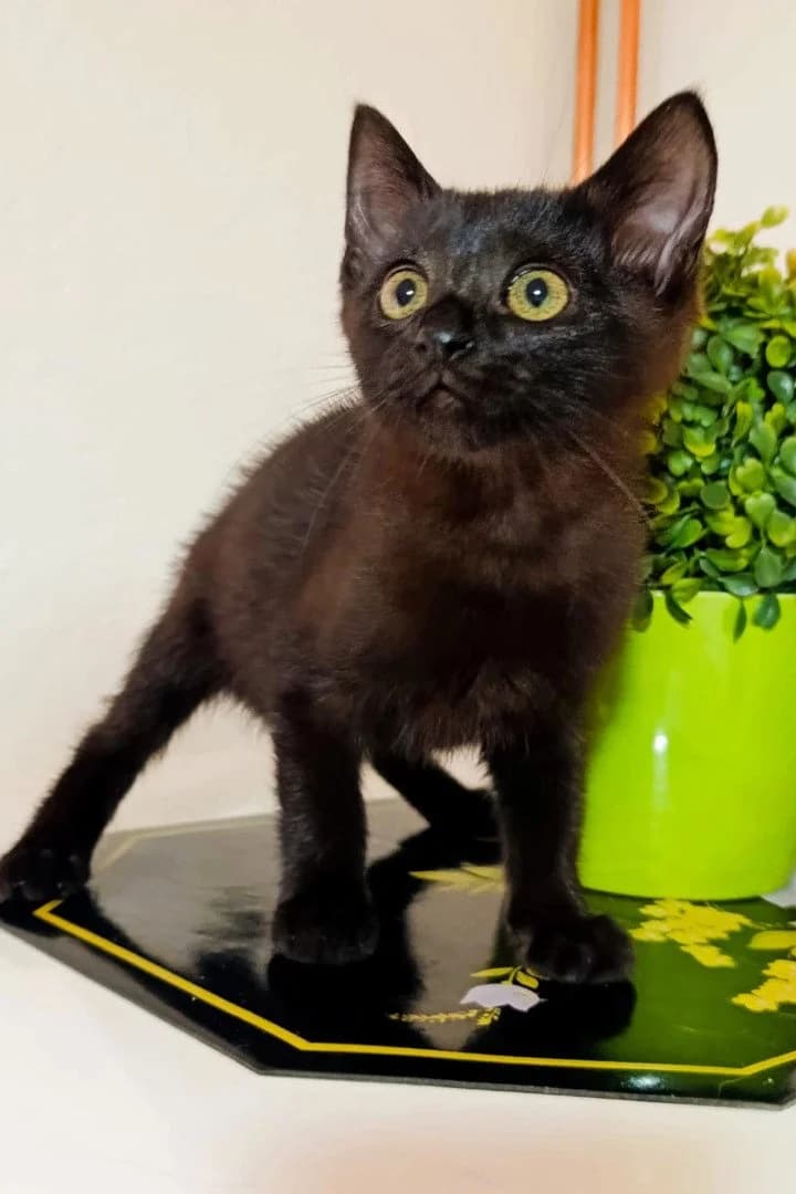 Krümel, female puppy Mixed Breed Cat for adoption at Hands4Animals e.V., Töging