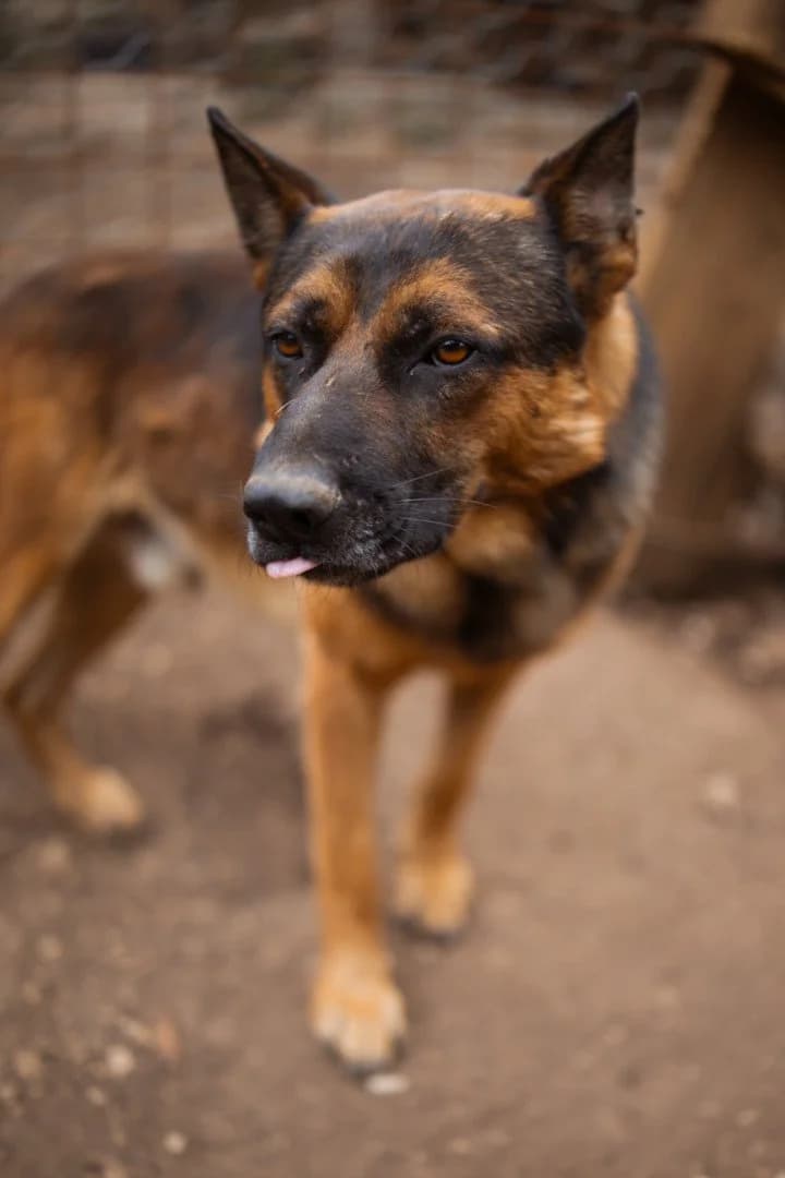 Kubi, male 4yo German Shepherd for adoption at Hands4Animals e.V., Töging