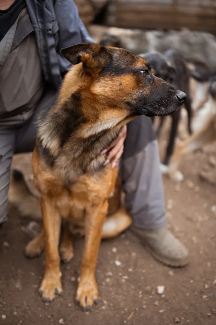 Kubi, male 4yo German Shepherd for adoption at Hands4Animals e.V., Töging