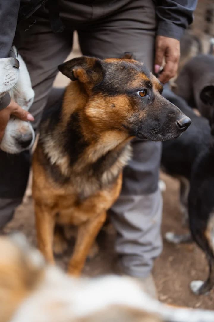 Kubi, male 4yo German Shepherd for adoption at Hands4Animals e.V., Töging