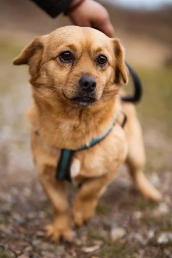Kurti, male young Mixed Breed for adoption at Hands4Animals e.V., Töging