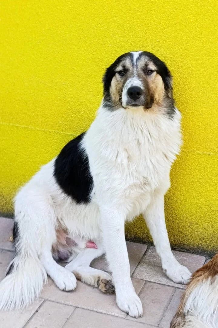 Lenni, male young Mixed Breed for adoption at Hands4Animals e.V., Töging