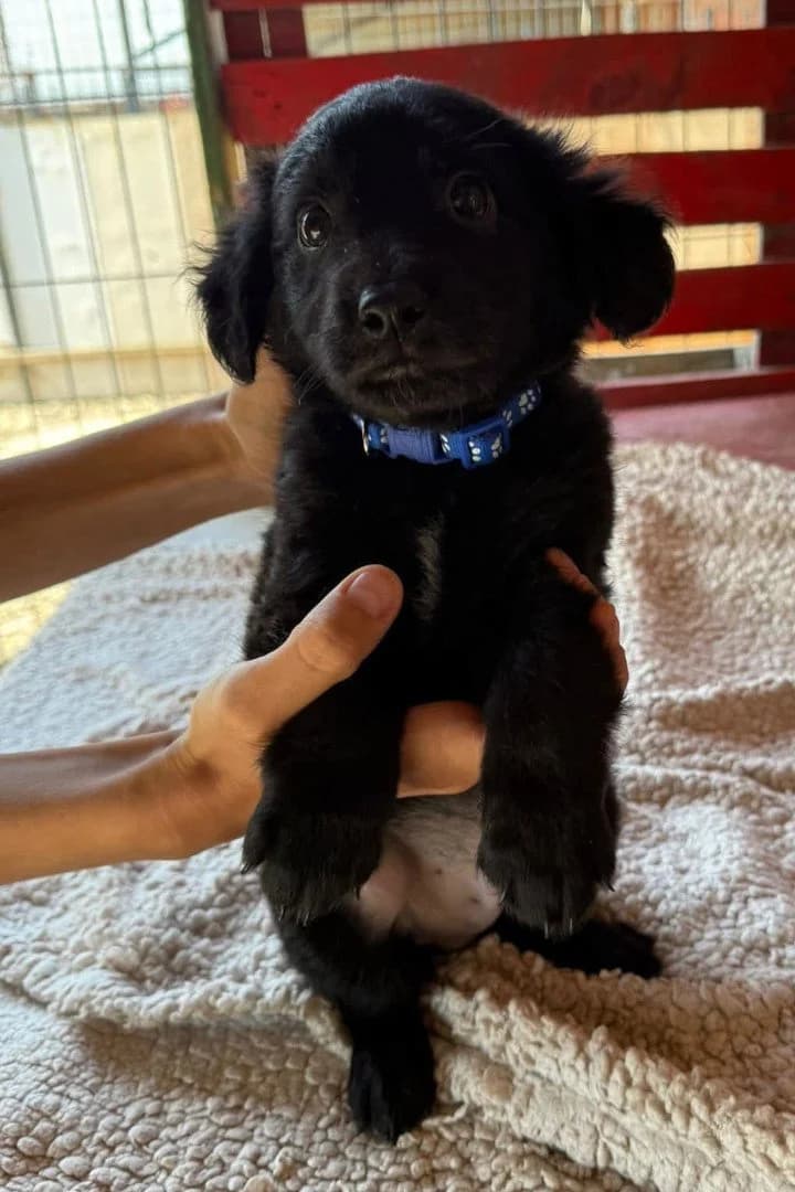 Lenny, male puppy German Shepherd for adoption at Hands4Animals e.V., Töging