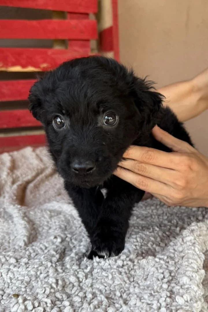 Leon, male puppy German Shepherd for adoption at Hands4Animals e.V., Töging