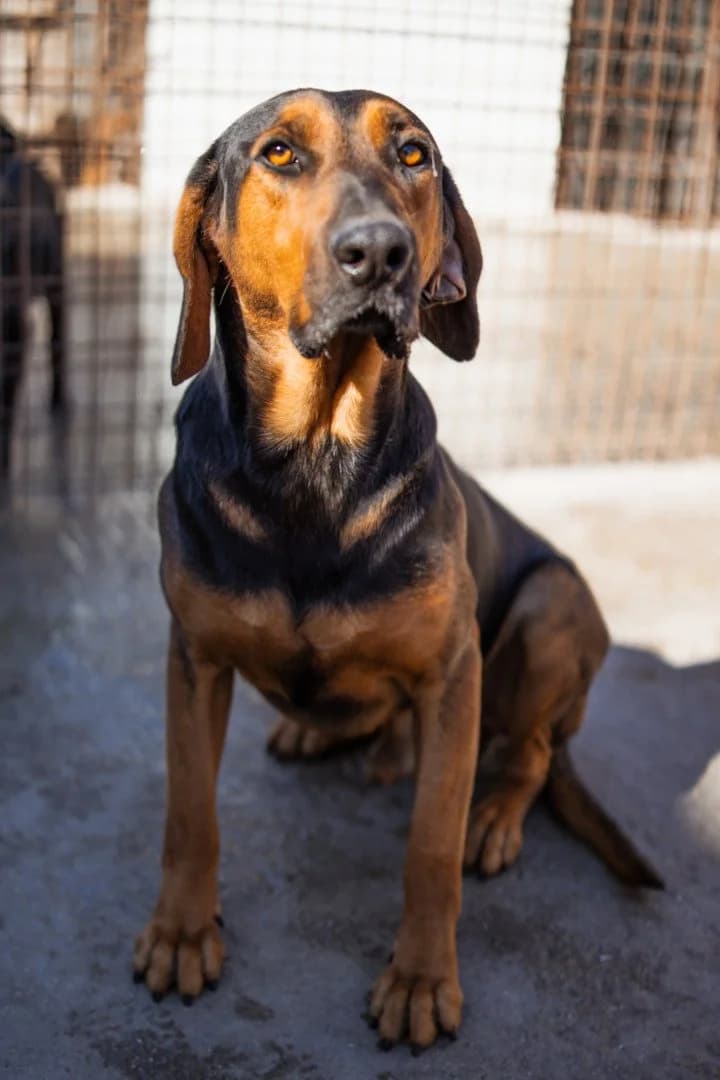 Levi, male young Mixed Breed for adoption at Hands4Animals e.V., Töging