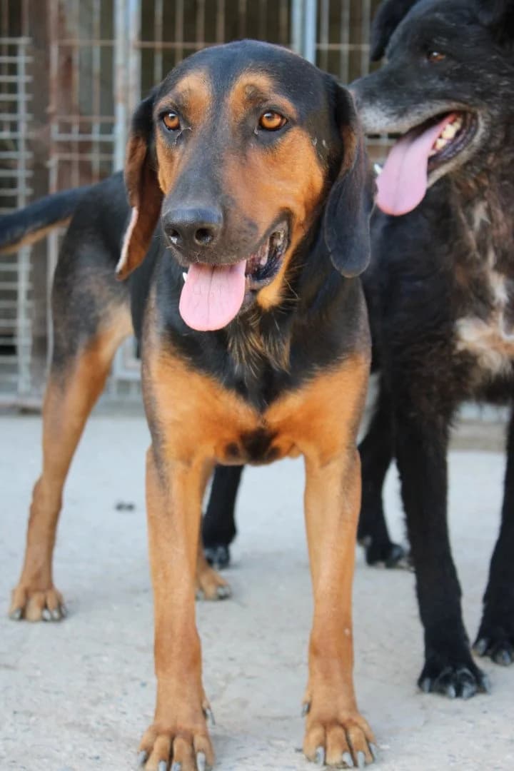 Levi, male young Mixed Breed for adoption at Hands4Animals e.V., Töging