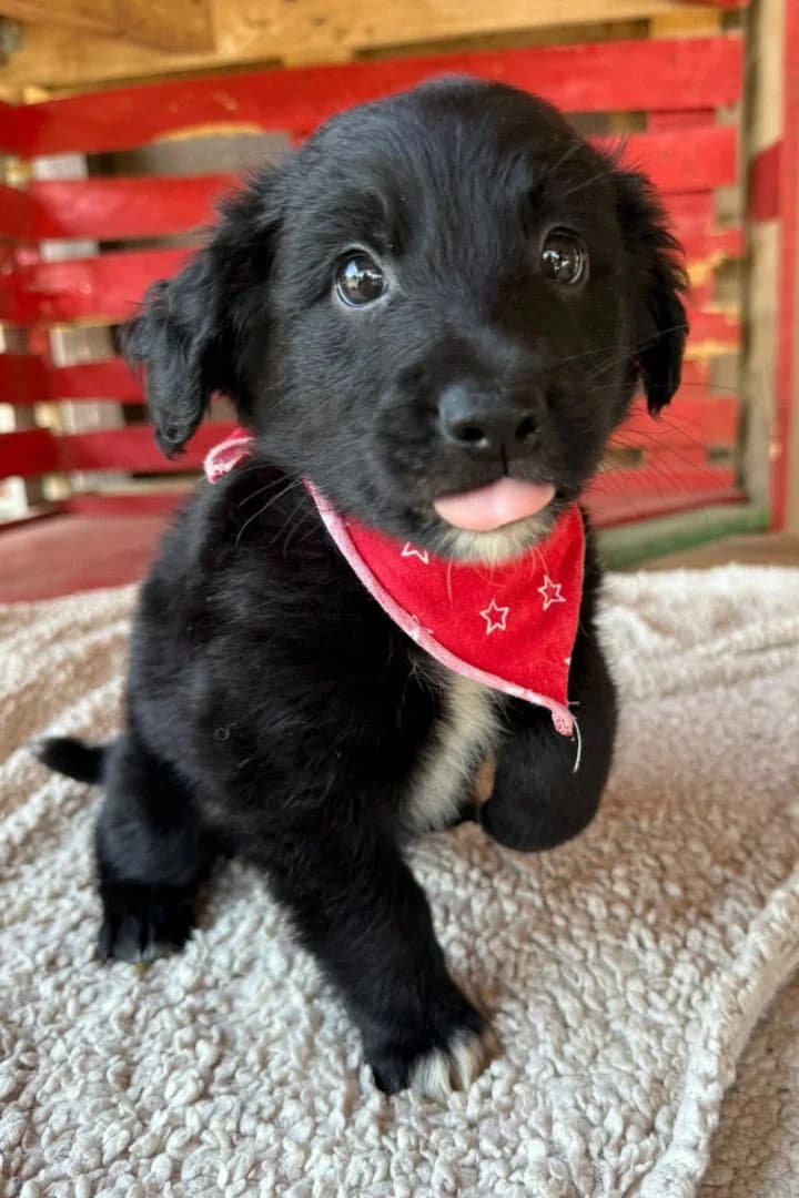 Levi, male puppy German Shepherd for adoption at Hands4Animals e.V., Töging