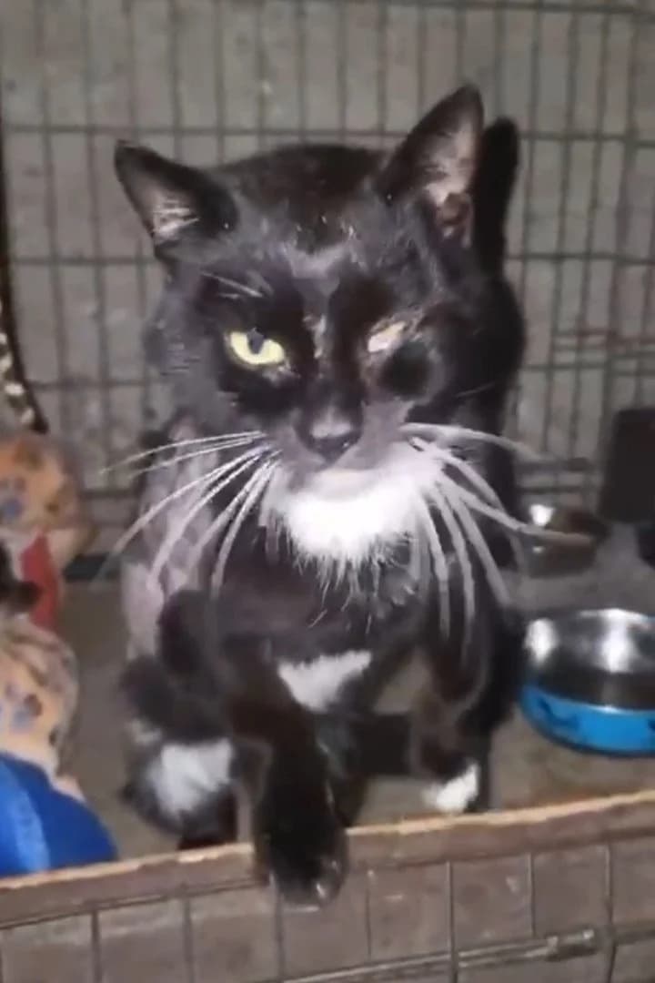 Licco, male young Mixed Breed Cat for adoption at Hands4Animals e.V., Töging