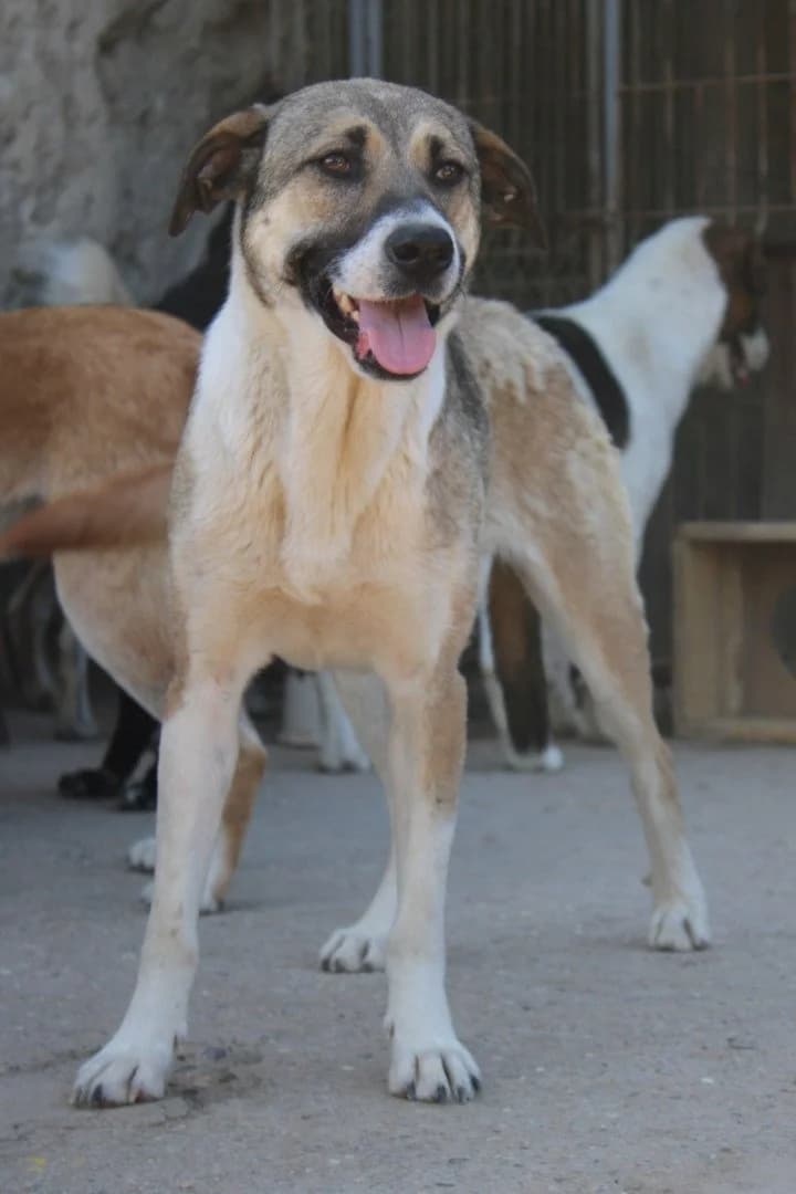 Lika, female young Mixed Breed for adoption at Hands4Animals e.V., Töging