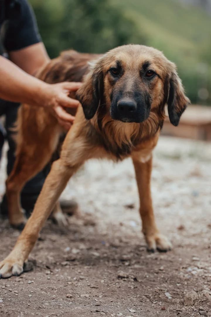 Lillo, male young Mixed Breed for adoption at Hands4Animals e.V., Töging