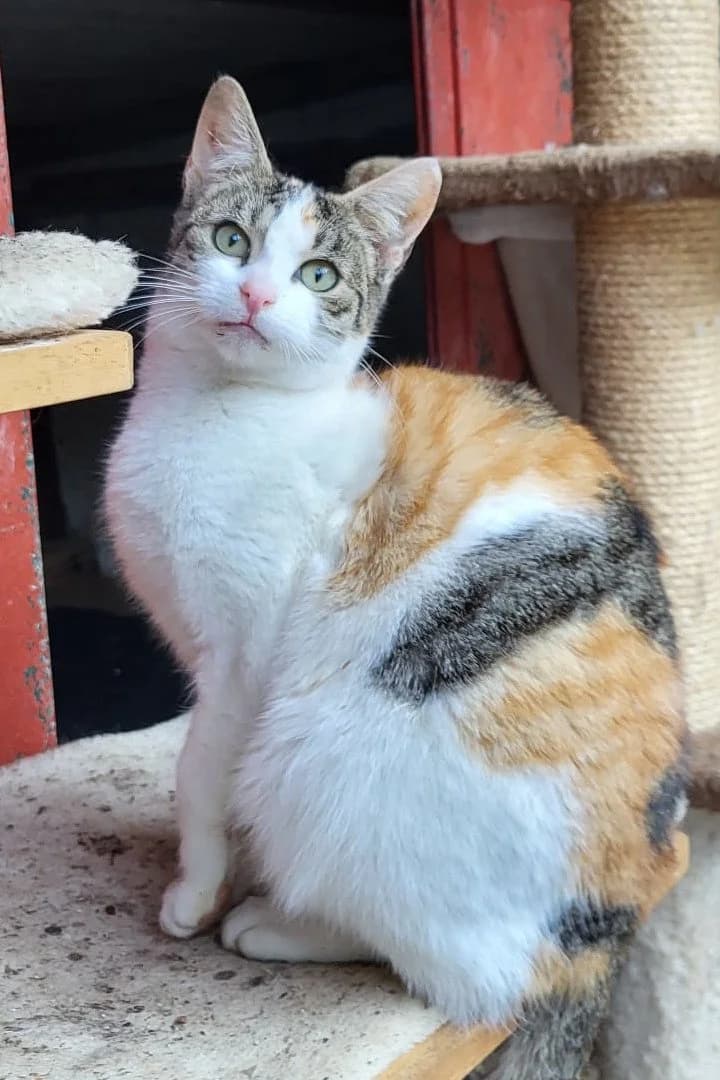 Lilly, female puppy Mixed Breed Cat for adoption at Hands4Animals e.V., Töging