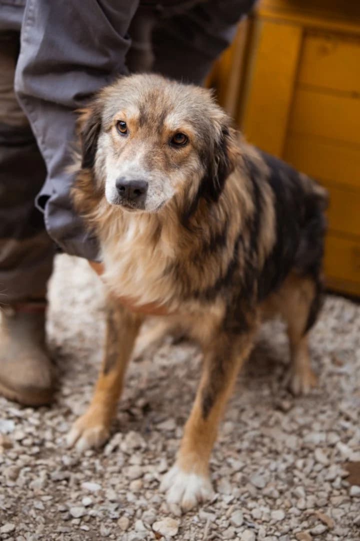 Lilly, female young Mixed Breed for adoption at Hands4Animals e.V., Töging