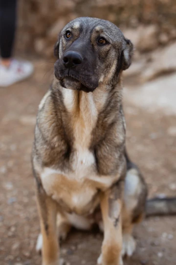 Lily, female young Mixed Breed for adoption at Hands4Animals e.V., Töging