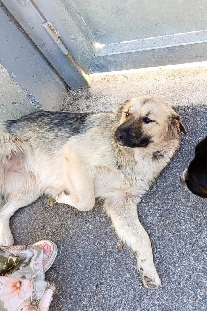 Lina, female young Mixed Breed for adoption at Hands4Animals e.V., Töging