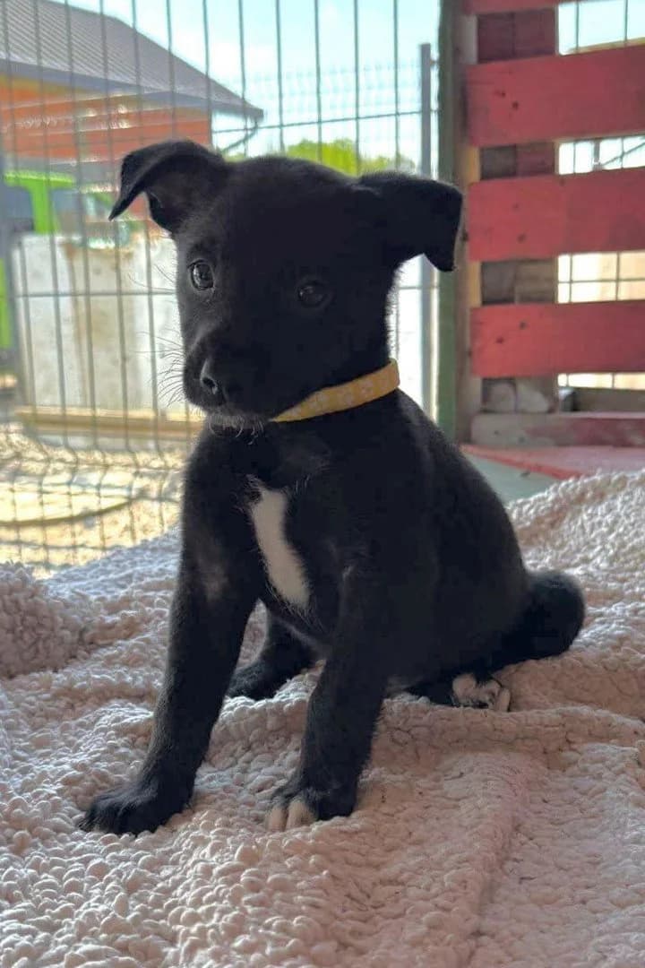 Lino, male puppy German Shepherd for adoption at Hands4Animals e.V., Töging