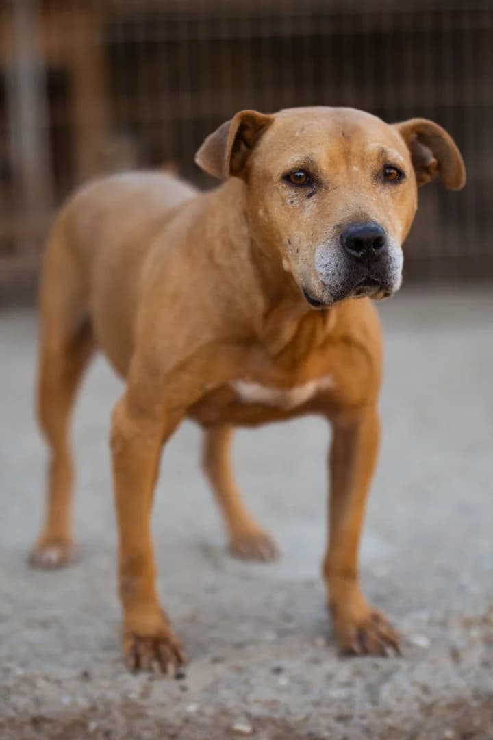 Liv, female 5yo Pit Bull Terrier for adoption at Hands4Animals e.V., Töging