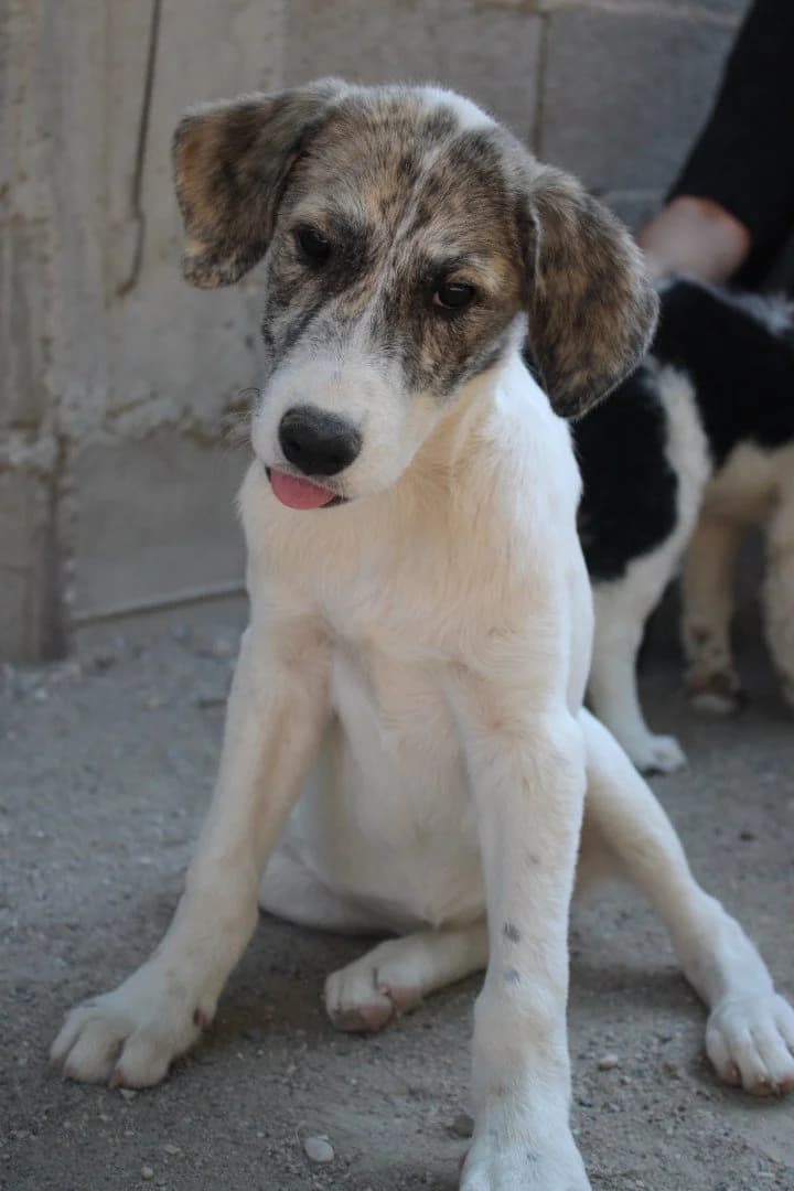 Liv-Marie, female puppy Mixed Breed for adoption at Hands4Animals e.V., Töging