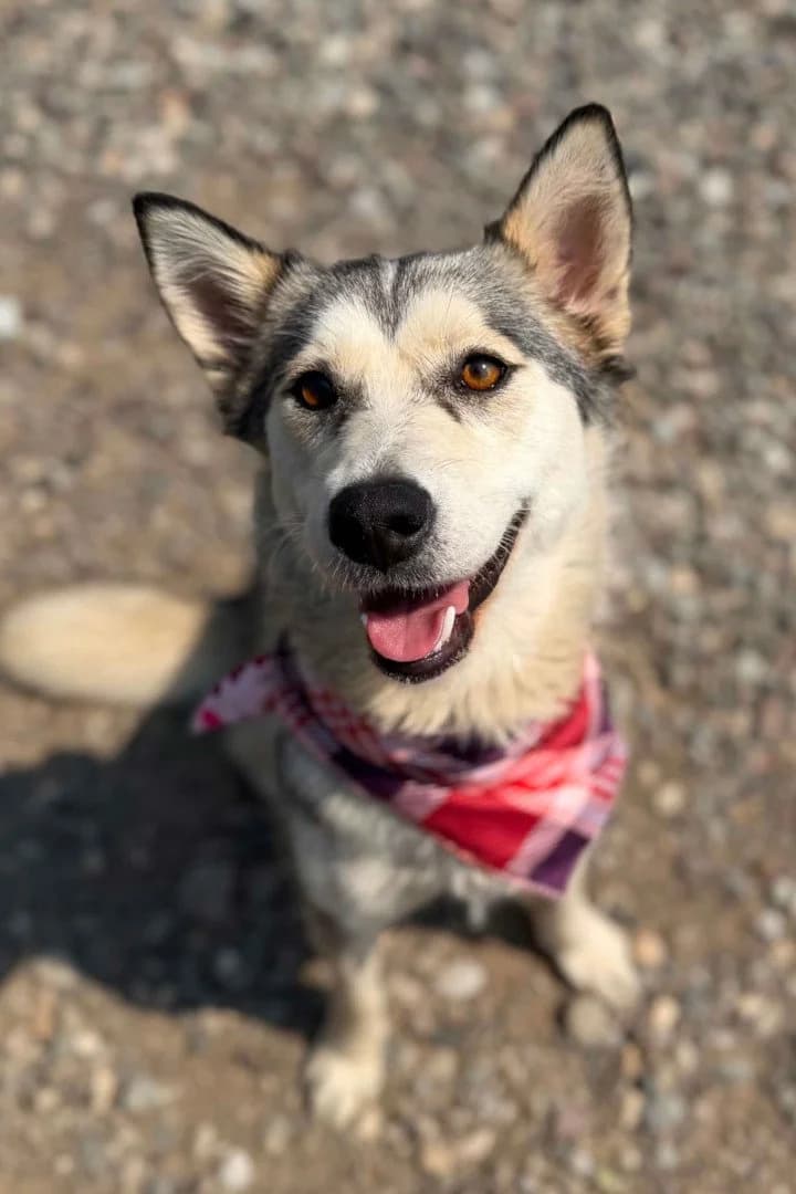 Lola, female puppy Husky for adoption at Hands4Animals e.V., Töging