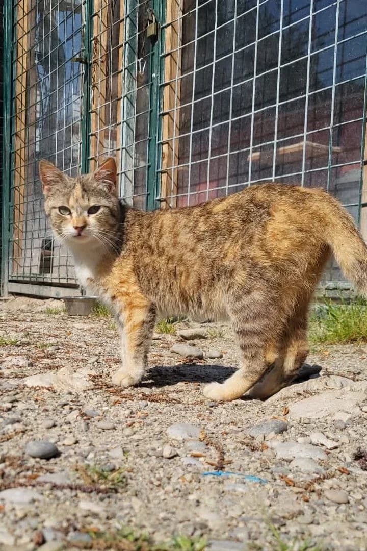 Lotti, female puppy Mixed Breed Cat for adoption at Hands4Animals e.V., Töging