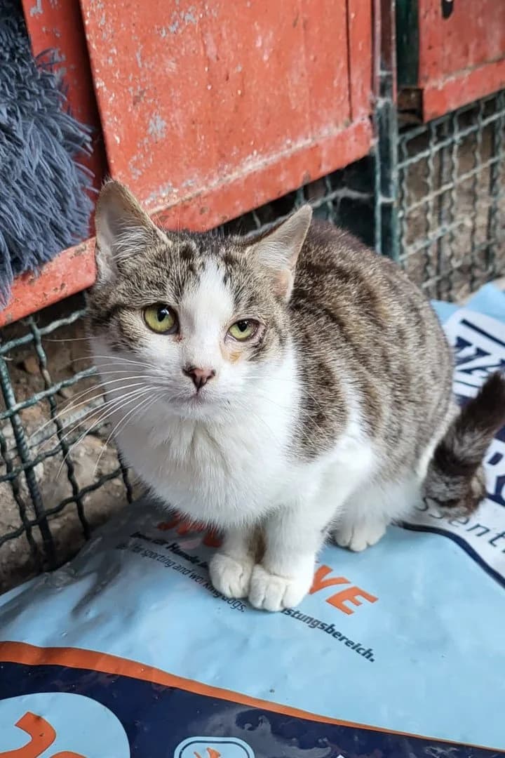 Lotti, female puppy Mixed Breed Cat for adoption at Hands4Animals e.V., Töging