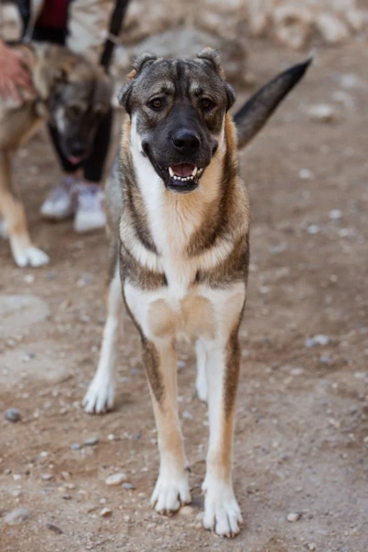 Lottie, female young Mixed Breed for adoption at Hands4Animals e.V., Töging