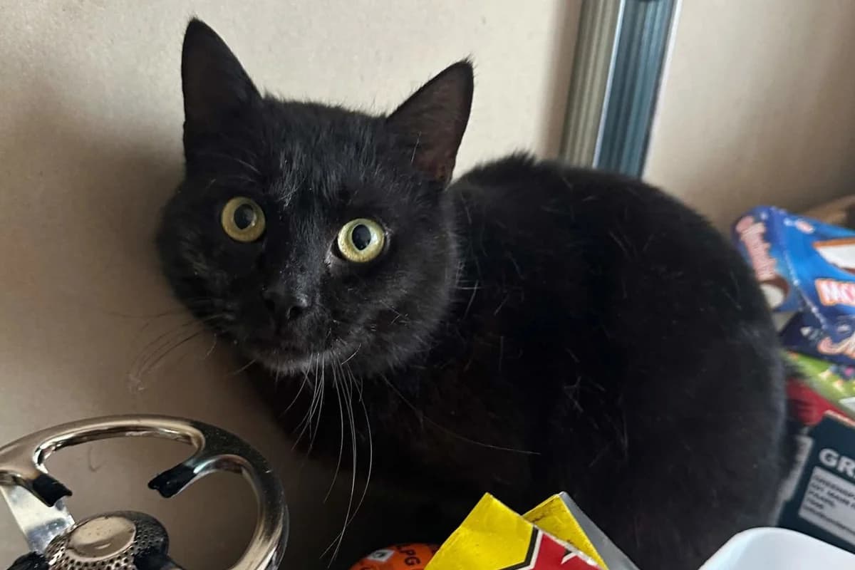 Lovro, male young Mixed Breed Cat for adoption at Hands4Animals e.V., Töging