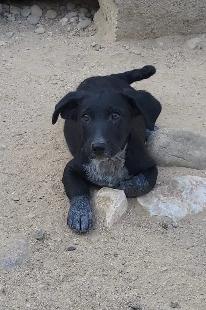 Lucky, male puppy Mixed Breed for adoption at Hands4Animals e.V., Töging