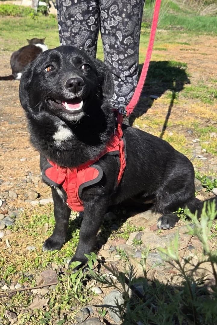 Lucy, female young Mixed Breed for adoption at Hands4Animals e.V., Töging