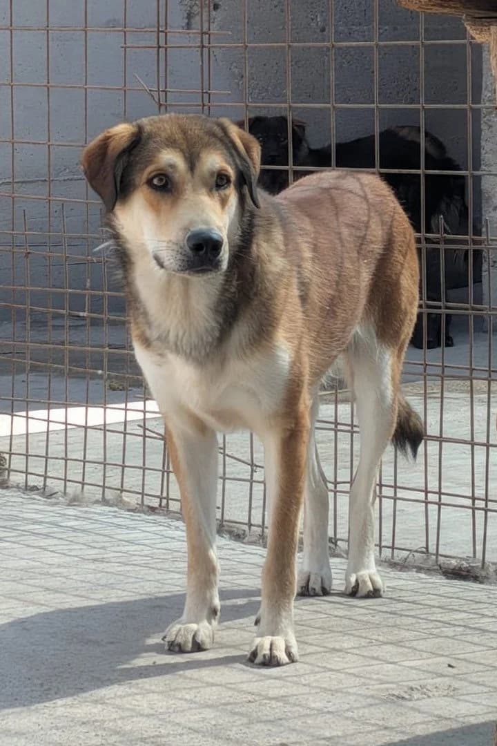 Luki, male young Mixed Breed for adoption at Hands4Animals e.V., Töging