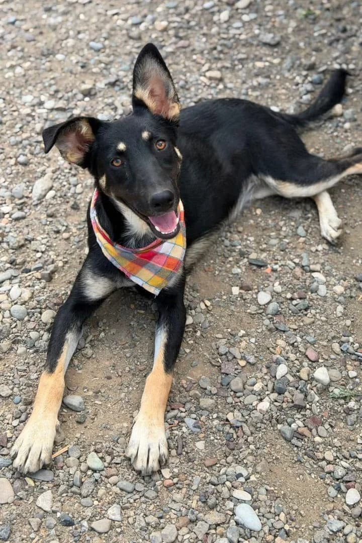 Luna, female puppy German Shepherd for adoption at Hands4Animals e.V., Töging