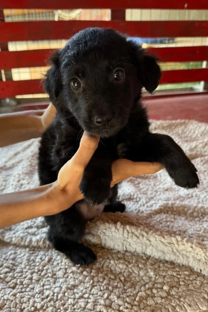 Lupo, male puppy German Shepherd for adoption at Hands4Animals e.V., Töging