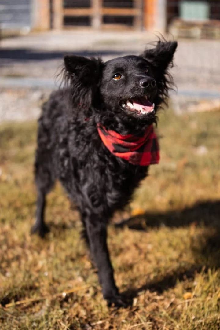 Lyra, female young German Shepherd for adoption at Hands4Animals e.V., Töging