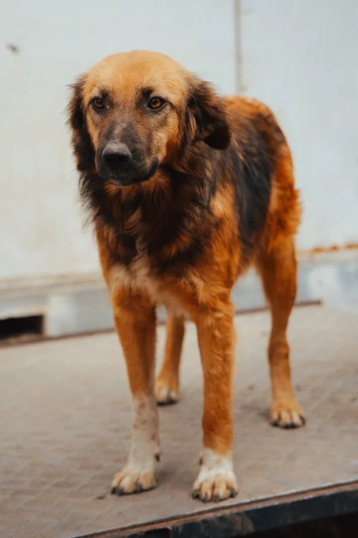 Maja, female young Mixed Breed for adoption at Hands4Animals e.V., Töging