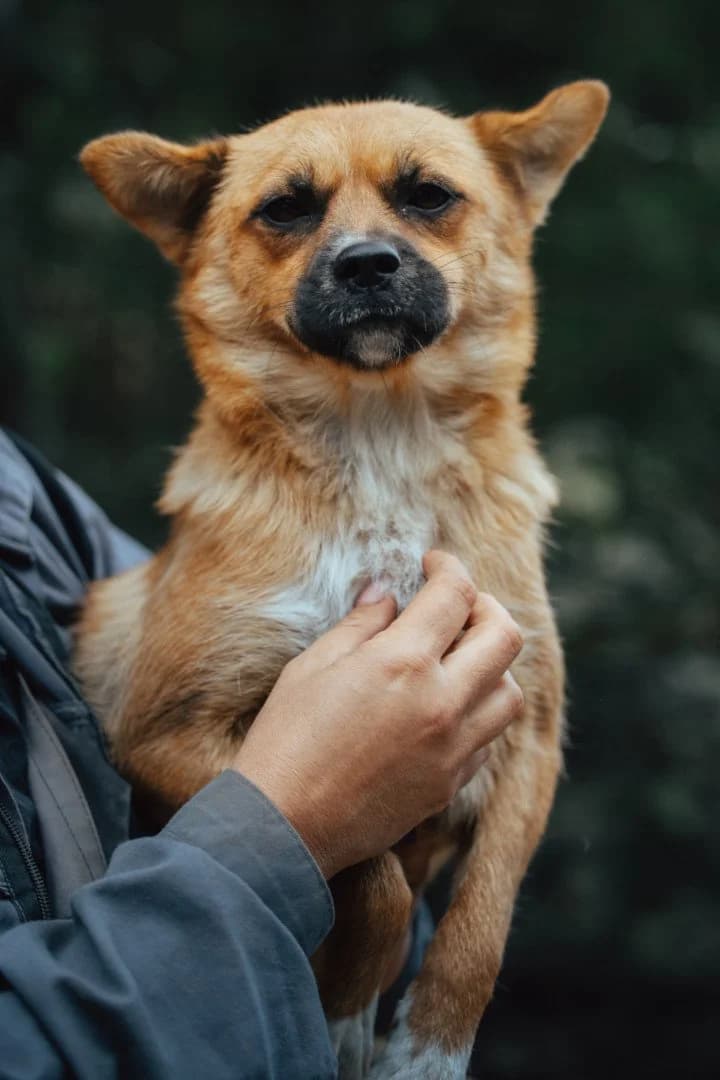 Mami, female 4yo Mixed Breed for adoption at Hands4Animals e.V., Töging
