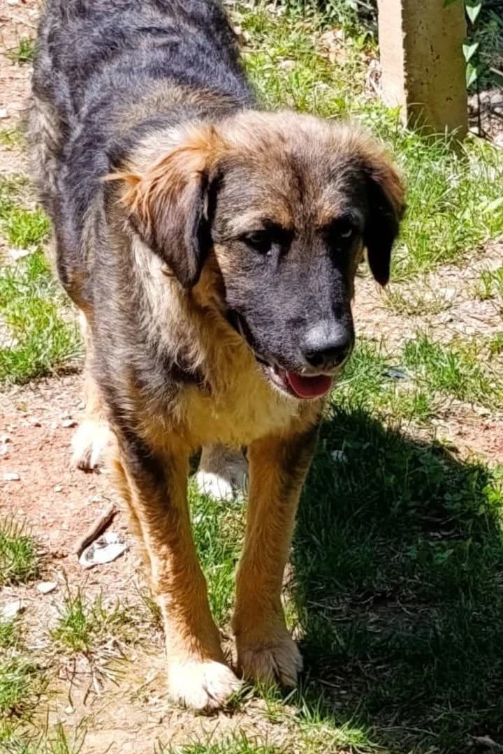 Manato, male young Mixed Breed for adoption at Hands4Animals e.V., Töging