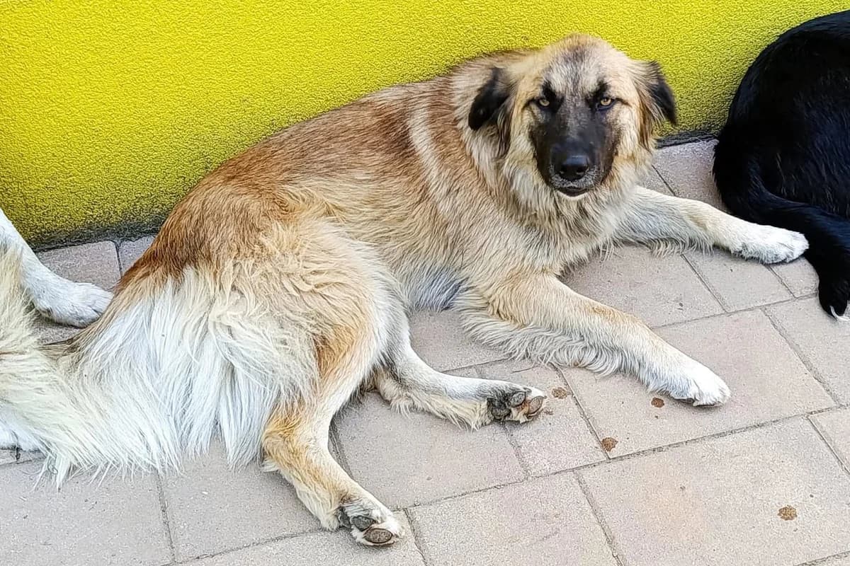 Mandy, female young Mixed Breed for adoption at Hands4Animals e.V., Töging