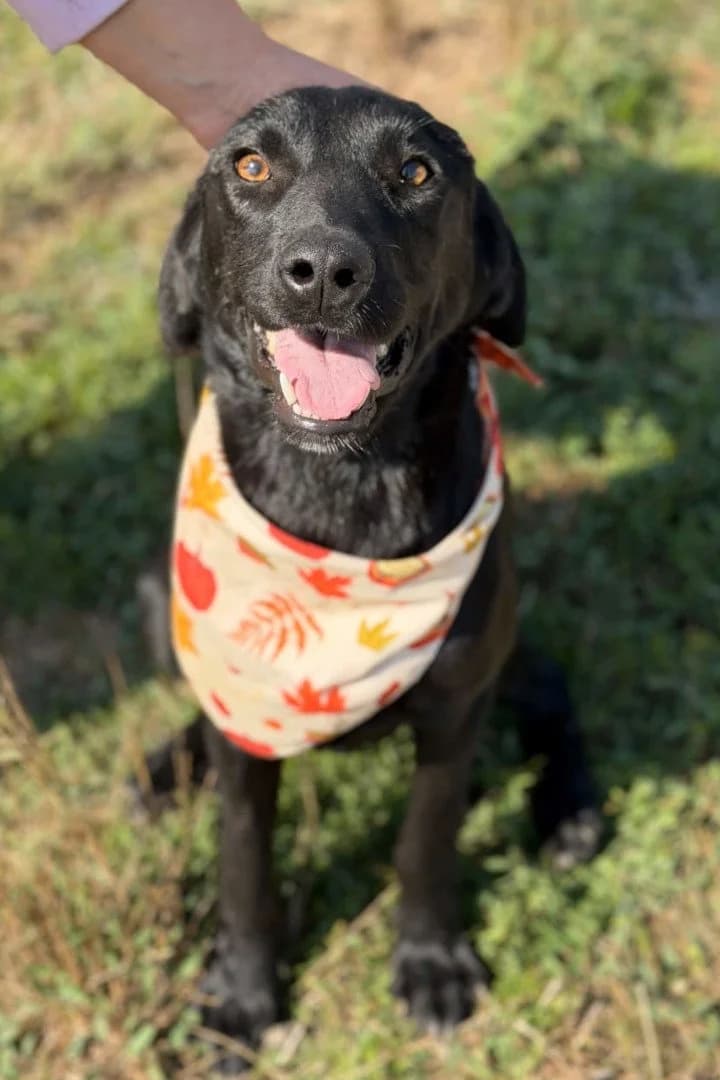 Mantis, female puppy Labrador Retriever for adoption at Hands4Animals e.V., Töging