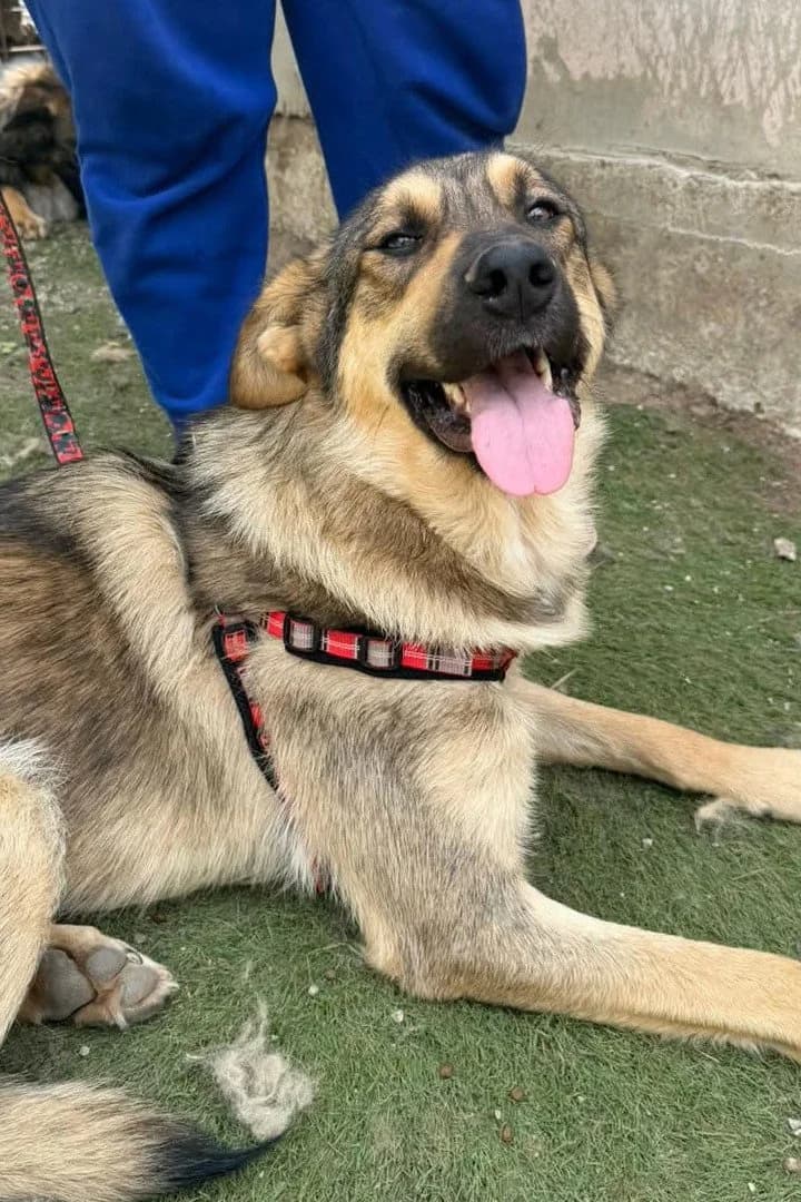 Marco, male young Mixed Breed for adoption at Hands4Animals e.V., Töging