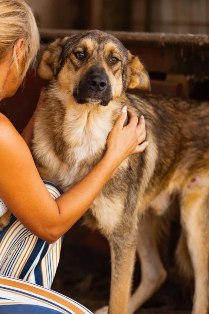 Marco, male young Mixed Breed for adoption at Hands4Animals e.V., Töging
