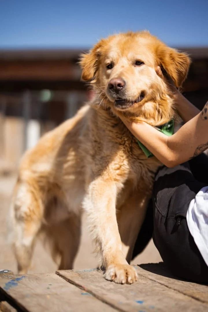 Marley, male 3yo Labrador Retriever for adoption at Hands4Animals e.V., Töging