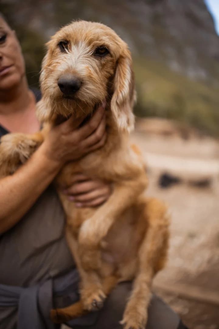Masha, female puppy Mixed Breed for adoption at Hands4Animals e.V., Töging