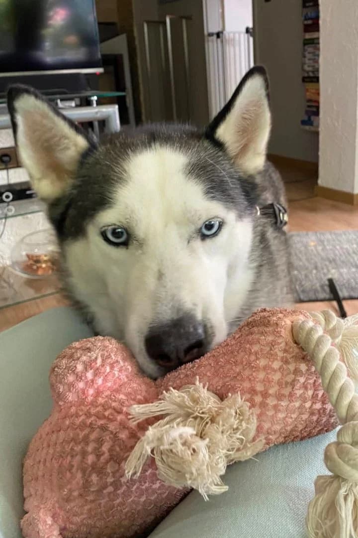 MAX in 56626 Andernach, male senior Husky for adoption at Hands4Animals e.V., Töging
