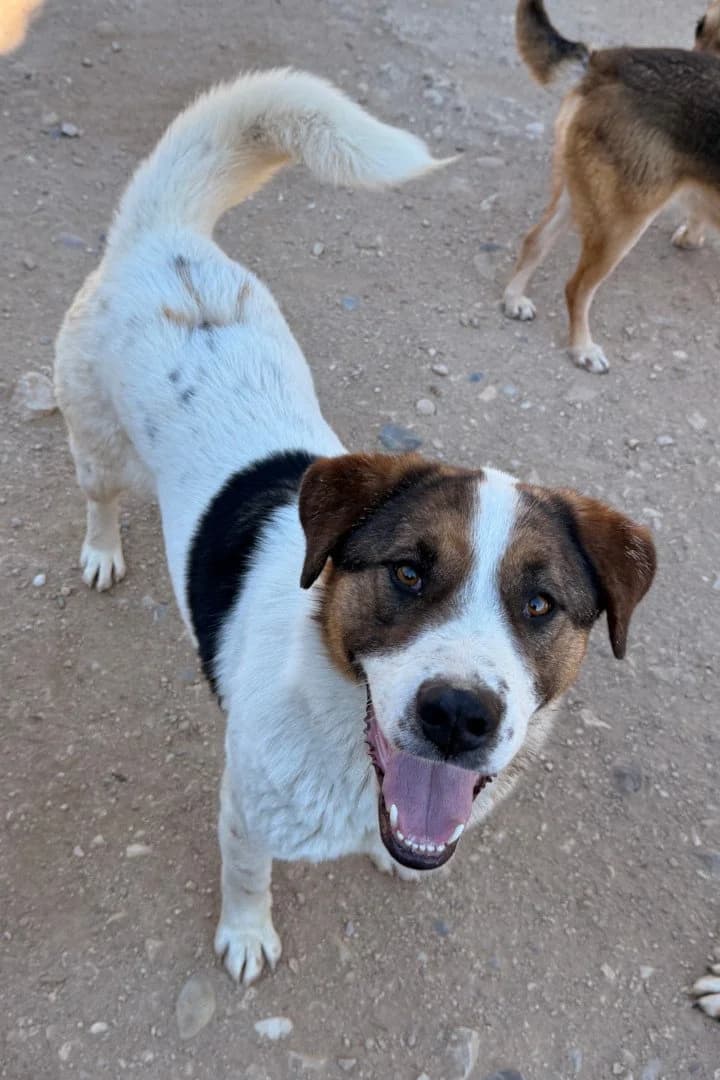 Maxima, female young Mixed Breed for adoption at Hands4Animals e.V., Töging