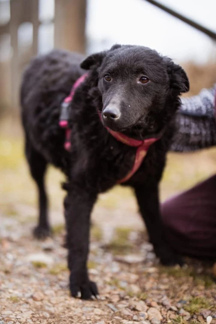 Maxima, female young German Shepherd for adoption at Hands4Animals e.V., Töging