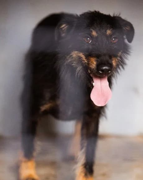 Maylo, male 3yo Mixed Breed for adoption at Hands4Animals e.V., Töging